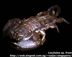 Liocoheles sp. - Picture of scorpion